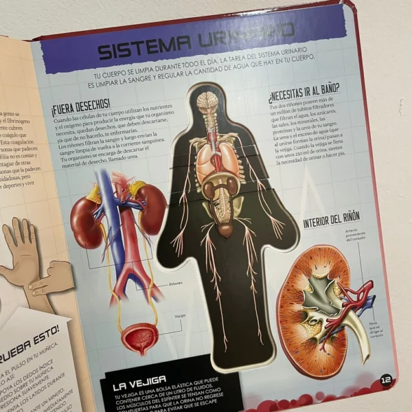 Miremos dentro del Cuerpo Humano - Image 4