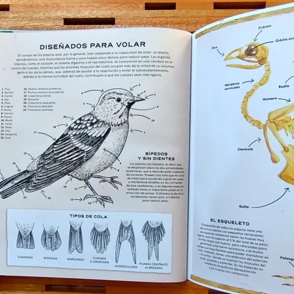 Pájaros, Vida secreta - Image 3